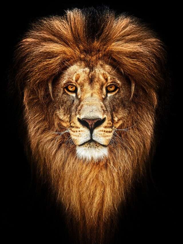 शेर : गौरव और शक्ति का प्रतिक (Lion: Symbol of pride and power)