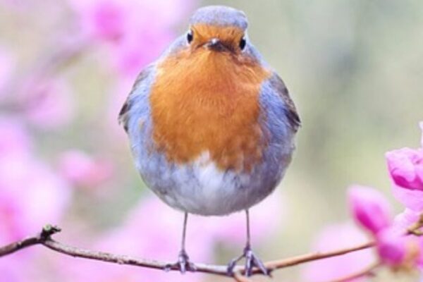 bird-2295436_640