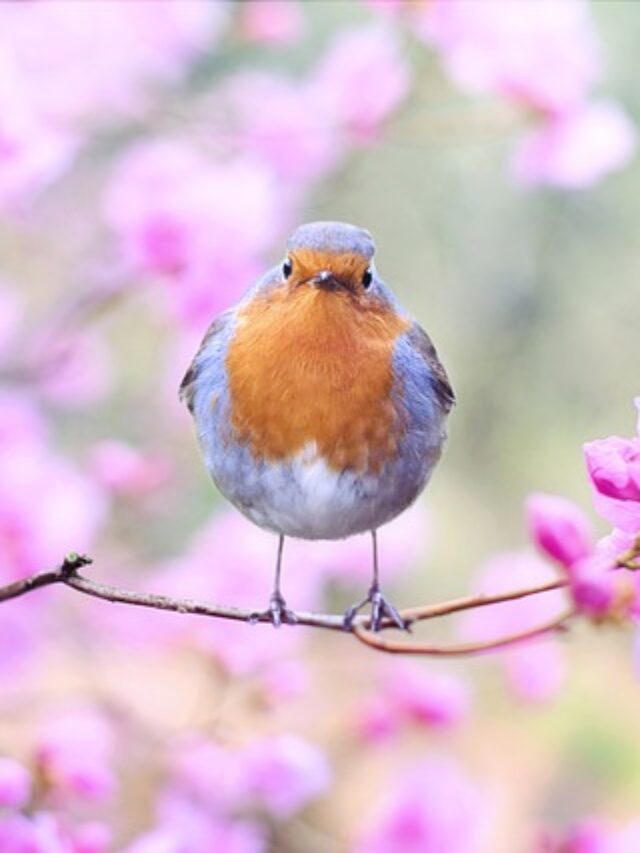 दुनिया के सबसे खूबसूरत पक्षी (The most beautiful birds in the world)