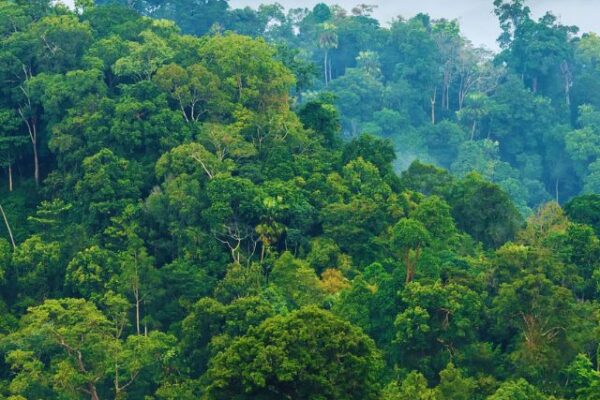dense forest