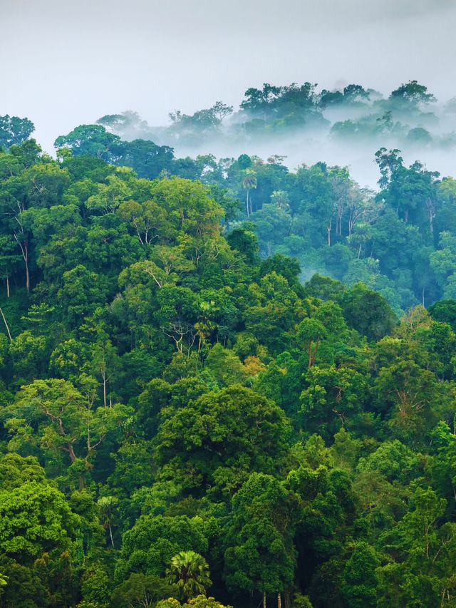 भारत के 10 सबसे घने जंगल